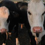 Бывший карпинец вернулся из Германии и открыл в родном городе ферму