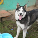 Помогите найти собаку породы хаски. Убежала в сторону Карпинска