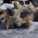 Последняя поза собаки