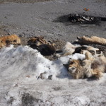 На обочине лежит всего шесть трупов