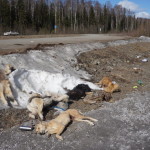 Совсем рядом с трассой