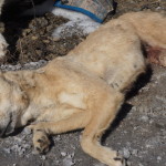 Собаки выброшены недавно, так как трупы не замороженные