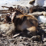 То что было когда то собакой