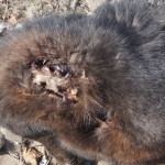 То ли выклевали, то ли прострелили