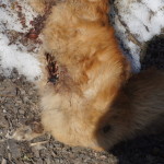 Дыры в собаках явно не случайно