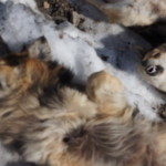 Гримаса боли навсегда застыла на их мордах