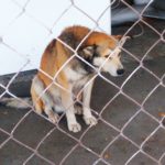 Этот добродушный пес-охранник несколько часов, периодически перемещаясь по вольеру, наблюдает за ходом соревнований. Он-то уже знает, кто победил, а вы узнаете в среду, 26 октября, когда купите нашу газету;)